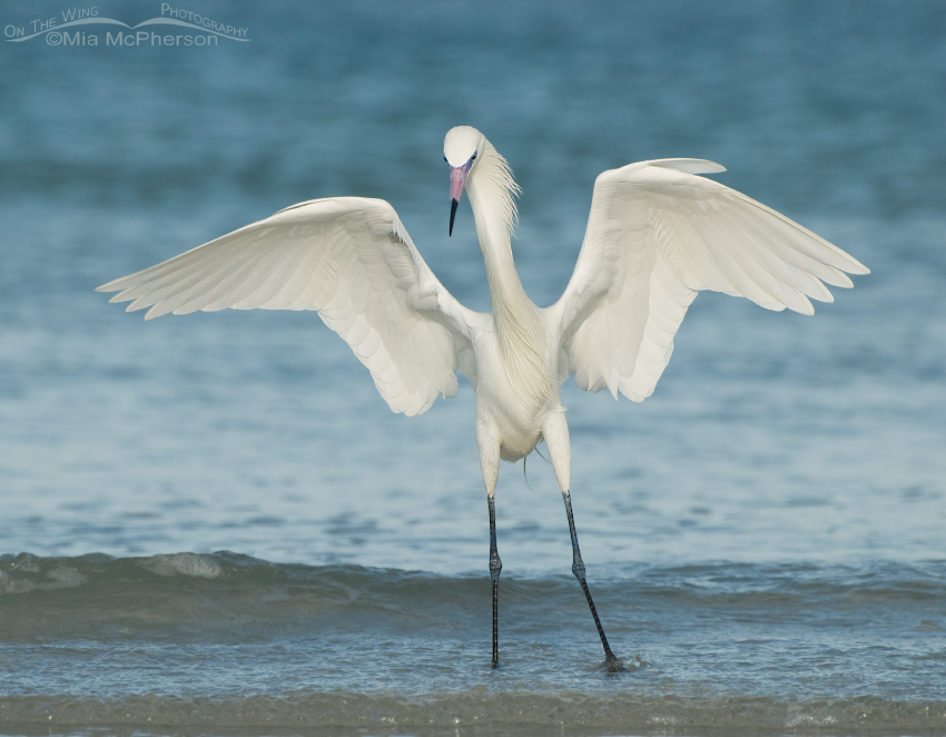 The Dancer - White Morph of Reddish Egret