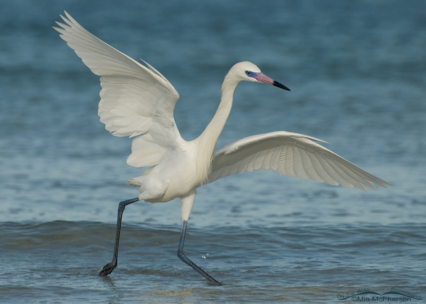 Dancing white morph Reddish Egret