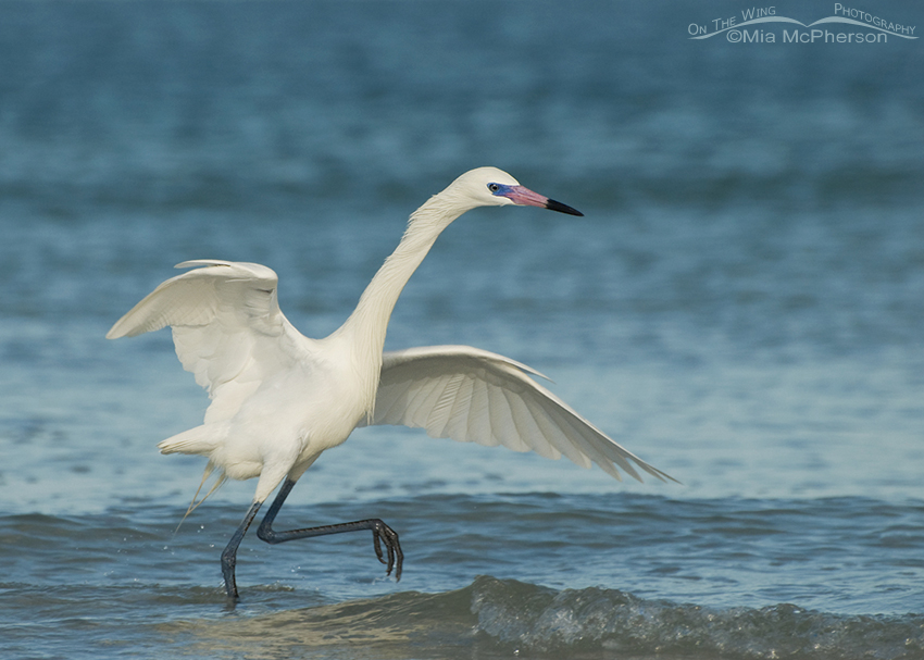 Hunting white morph Reddish Egret