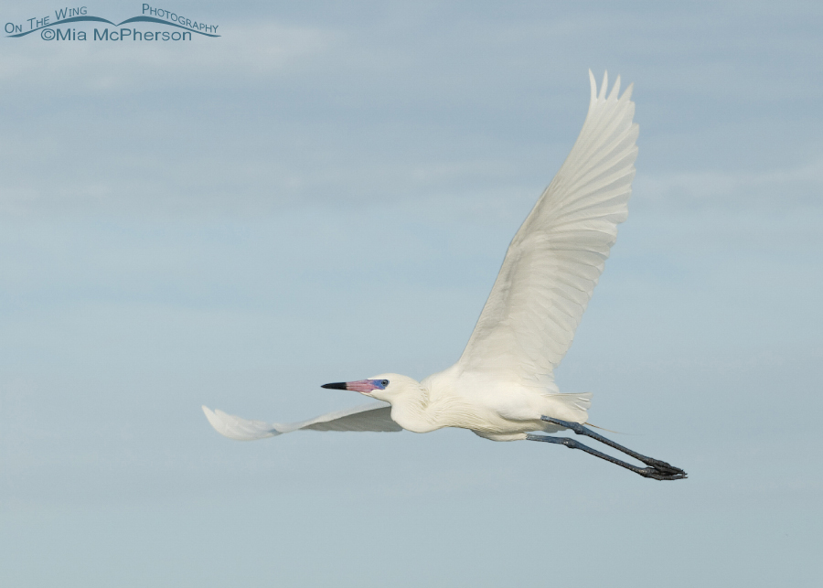 White morph Reddish Egret in flight