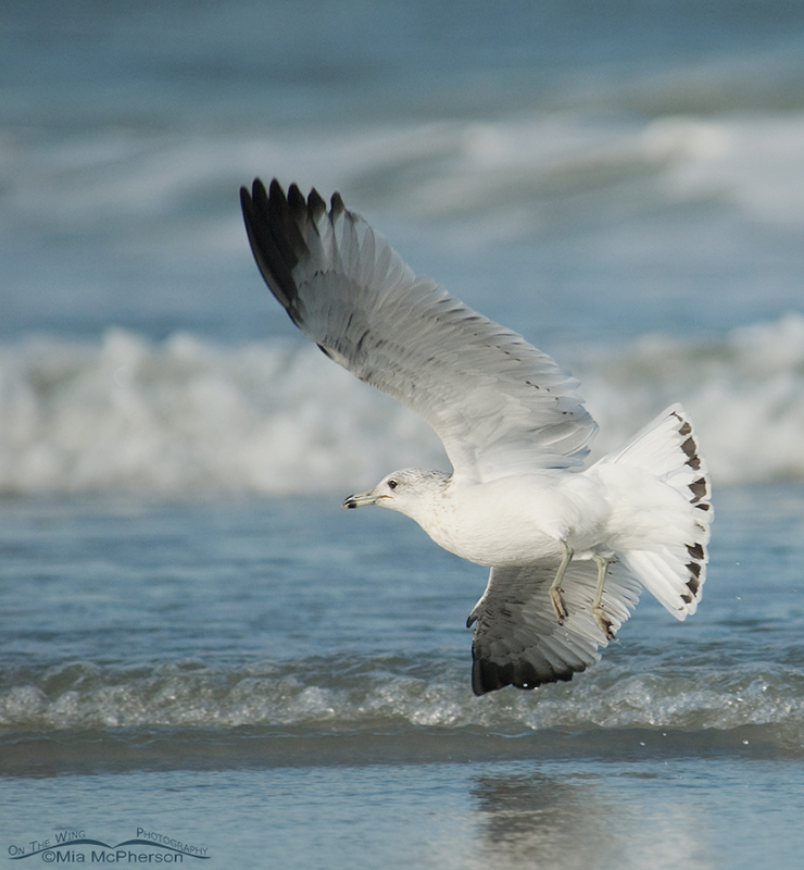 Ring-billed Gull in the wind