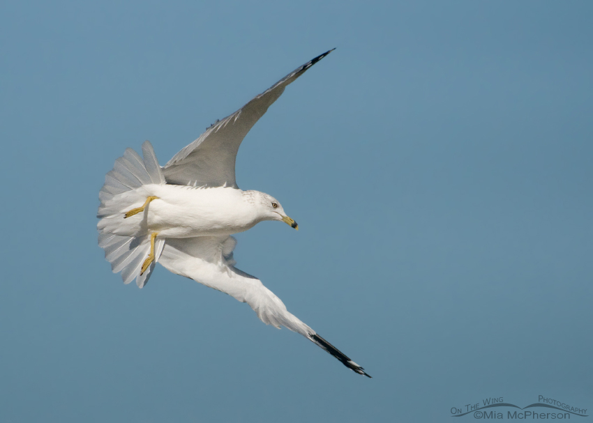 Ring-billed Gull starting a dive