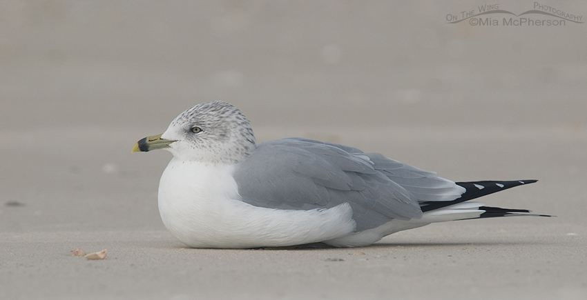 Ring-billed Gull resting on the sand