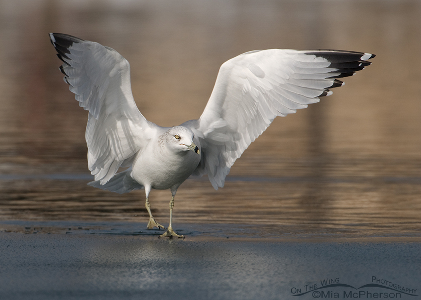Ring-billed Gull on the edge of ice