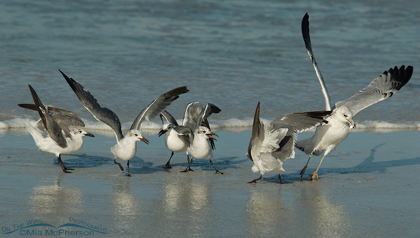 Ring-billed Gull steals the prey from the Laughing Gulls