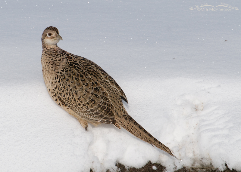 Ring-necked Pheasant Hen on a snow bank