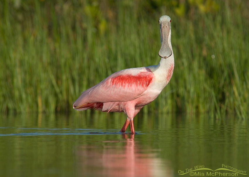 Staring Roseate Spoonbill (staring at loud photographers!)