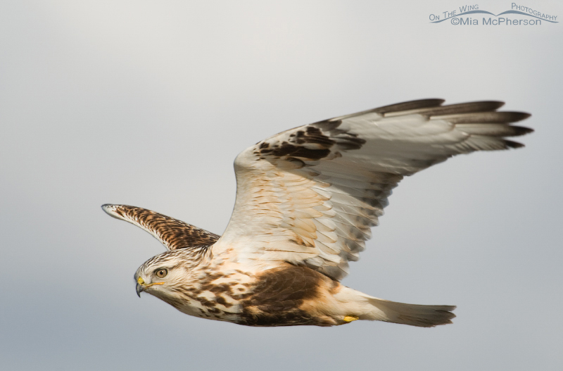 Close up of a Rough-legged Hawk in flight