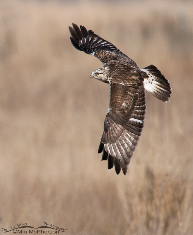 Dorsal view of a Rough-legged Hawk in flight