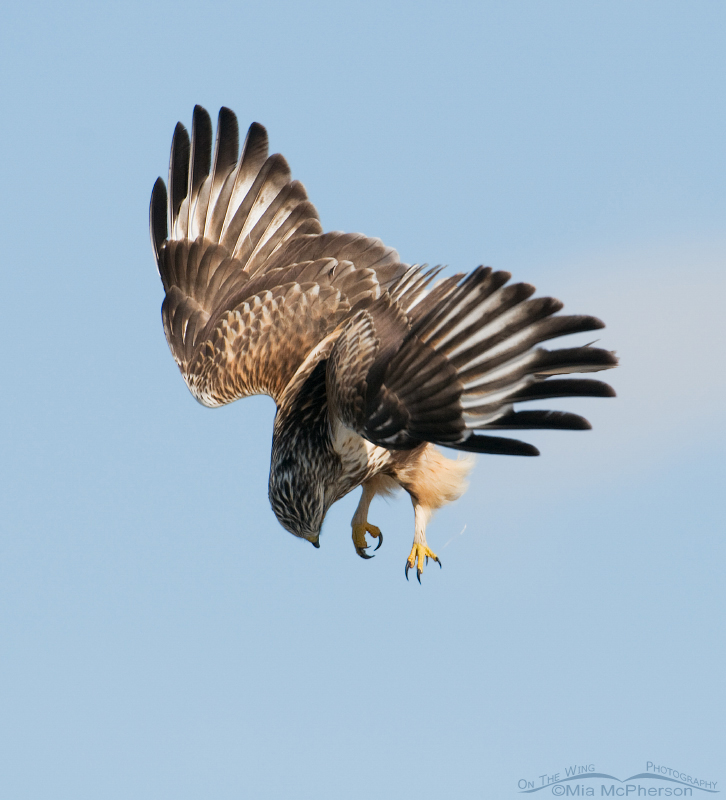 A Rough-legged Hawk right after it dropped a vole