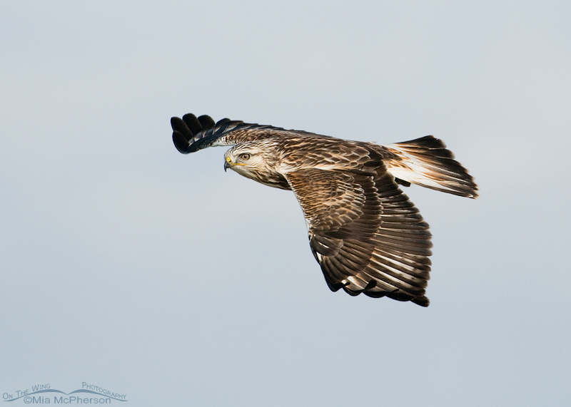 Rough-legged Hawk lifting back up after swooping to the ground
