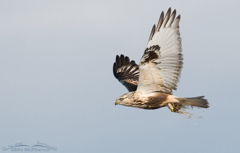 Rough-legged Hawk in flight with vole in its talons