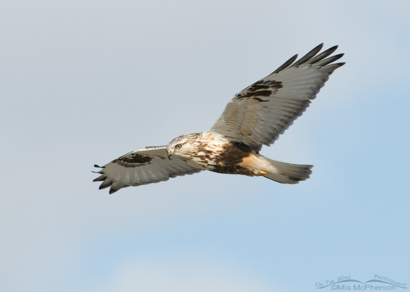 Rough-legged Hawk with a cloudy sky background