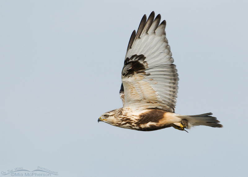 Banking Rough-legged Hawk with the Vole