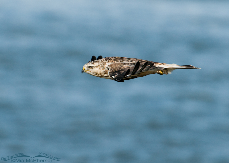 Rough-legged Hawk cruising by