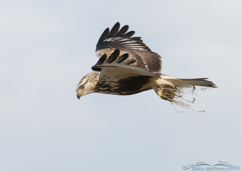 Rough-legged Hawk look for a place to land to eat its prey