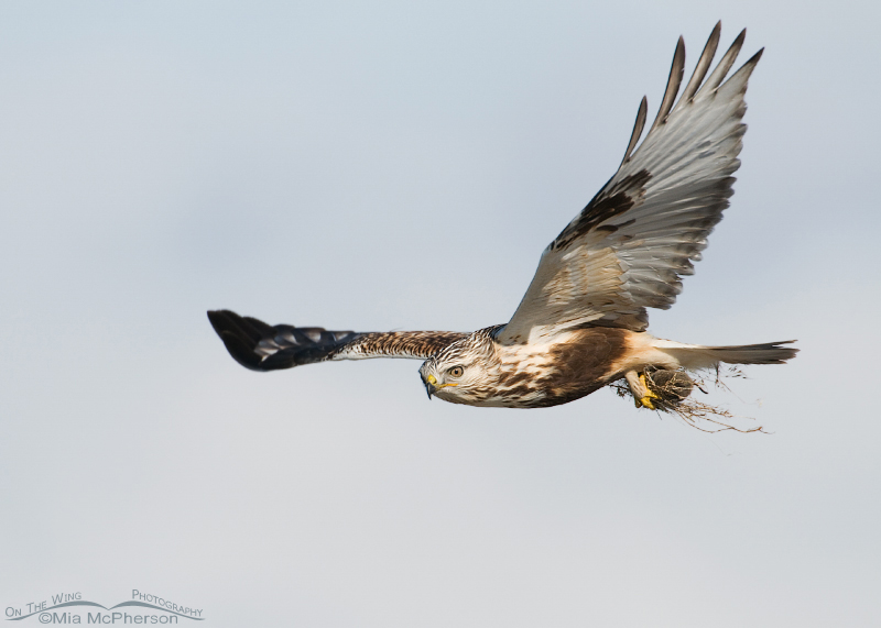 Rough-legged Hawk in flight with prey
