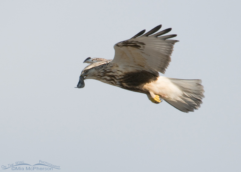 Rough-legged Hawk eating on the Fly