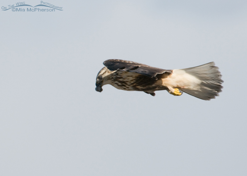 Rough-legged Hawk eating while in flight