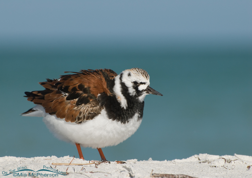 Ruddy Turnstone in breeding plumage, Fort De Soto County Park, Pinellas County, Florida