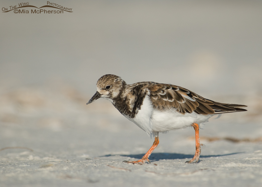 Nonbreeding plumage Ruddy Turnstone at Fort De Soto County Park, Pinellas County, Florida