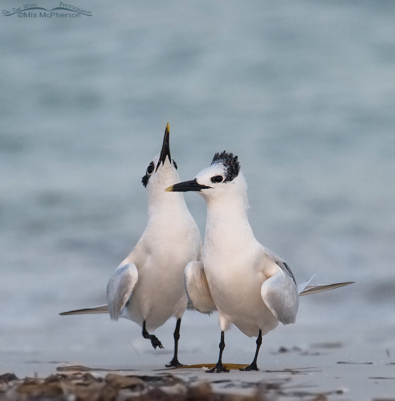 Displaying Sandwich Terns in low light