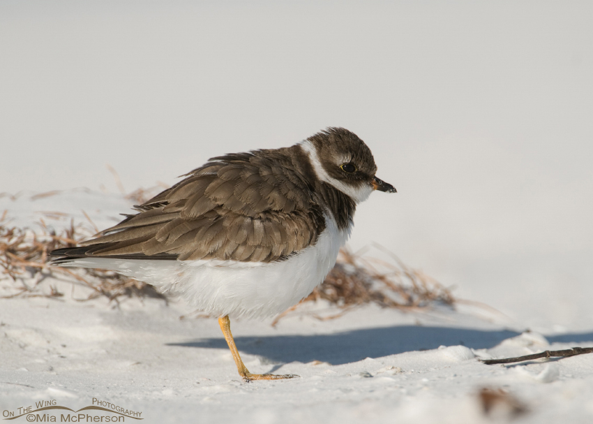 A Fluffed up Semipalmated Plover