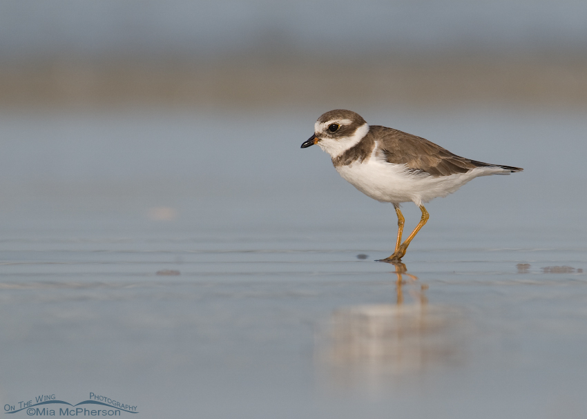 Semipalmated Plover on the shore of the Gulf of Mexico