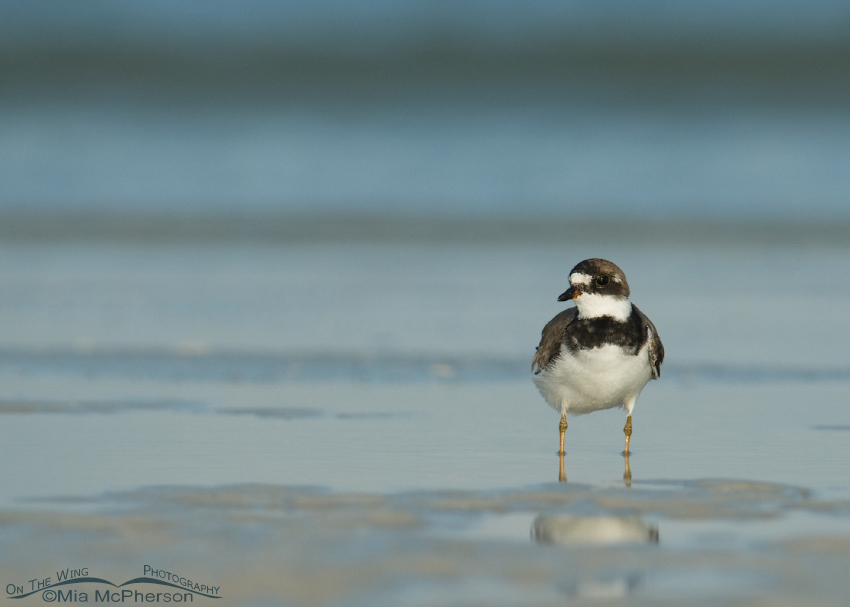 Semipalmated Plover on the Gulf coast