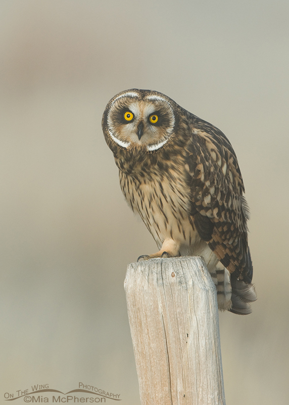 Female Short-eared Owl at Red Rock Lakes NWR, Montana