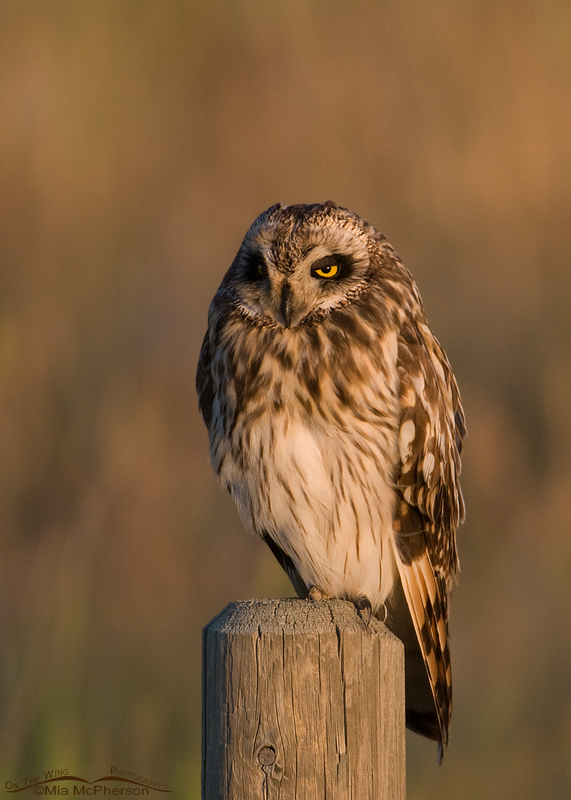 Short-eared Owl bathed in evening light, Glacier County, Montana