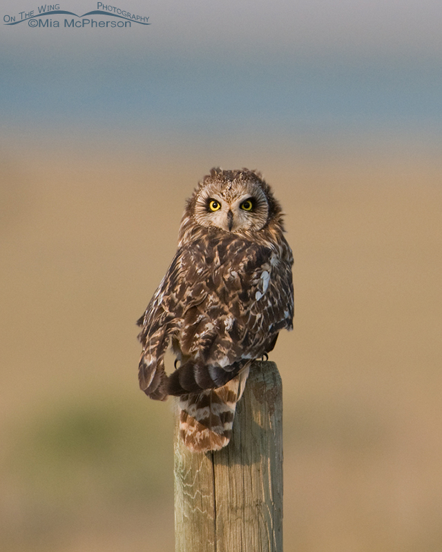 Perched Short-eared Owl