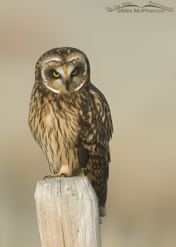 Short-eared Owl female in the fog