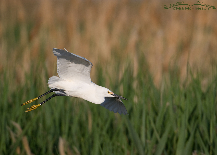 Snowy Egret about to land in a marsh at the Bear River Migratory Bird Refuge, Box Elder County, Utah
