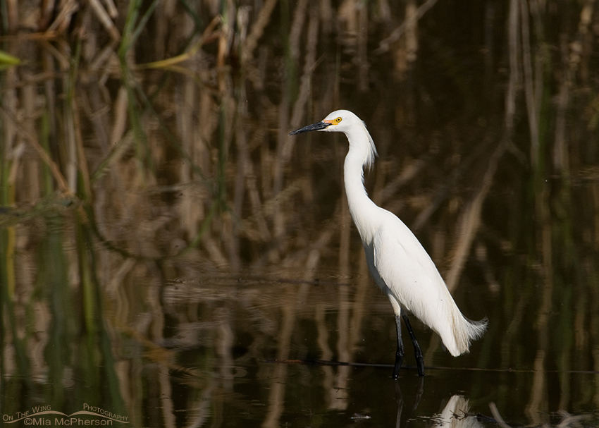 Snowy Egret in a drainage canal