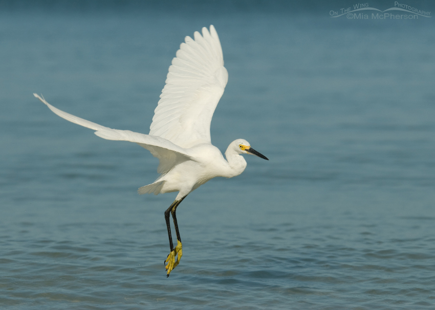 Snowy Egret adult in flight, Fort De Soto County Park, Pinellas County, Florida