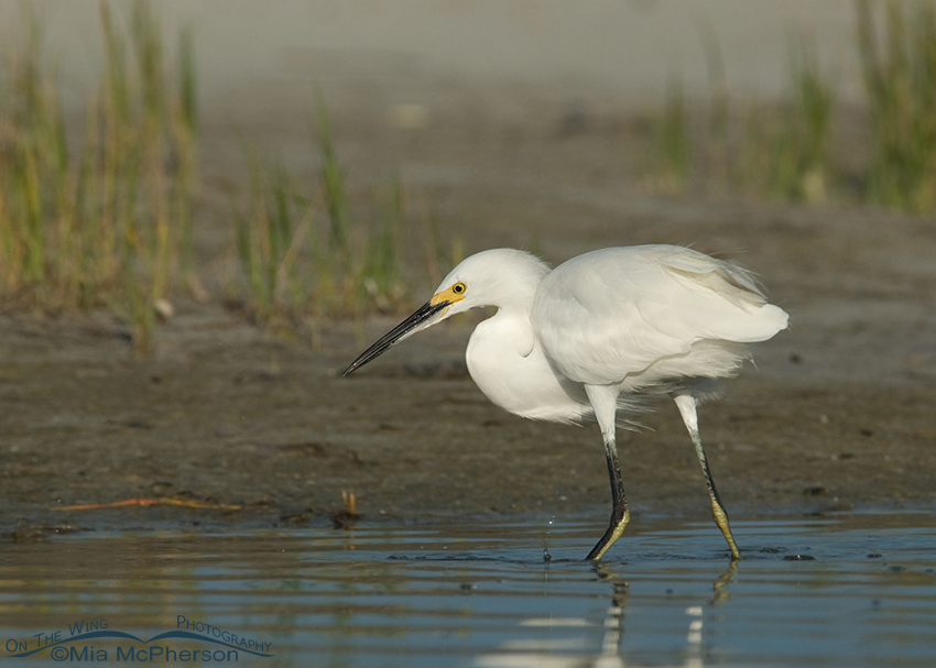 Hunting Snowy Egret, Fort De Soto County Park, Pinellas County, Florida