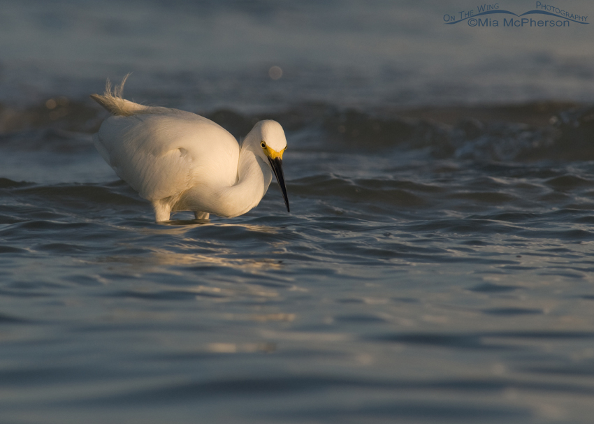 Snowy Egret hunting in early morning light