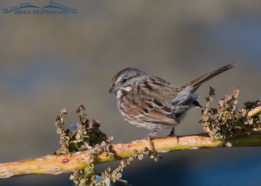 Song Sparrow perched on Curlydock