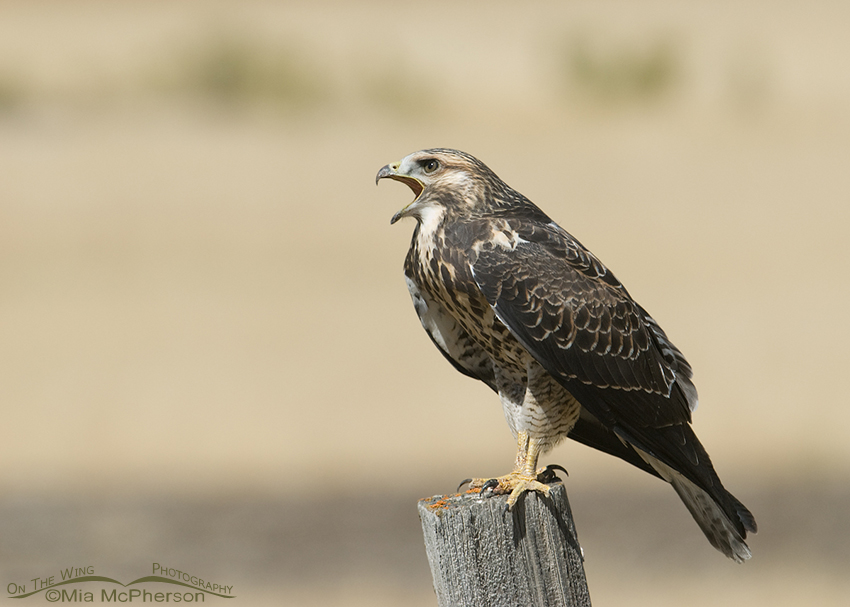 Calling juvenile Swainson's Hawk, Red Rock Lakes NWR, Montana