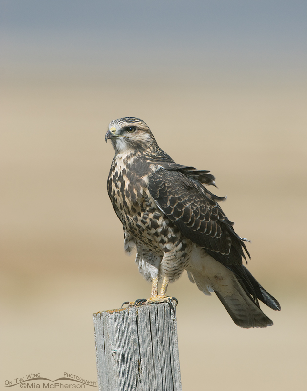 Juvenile Swainson's Hawk on fence post