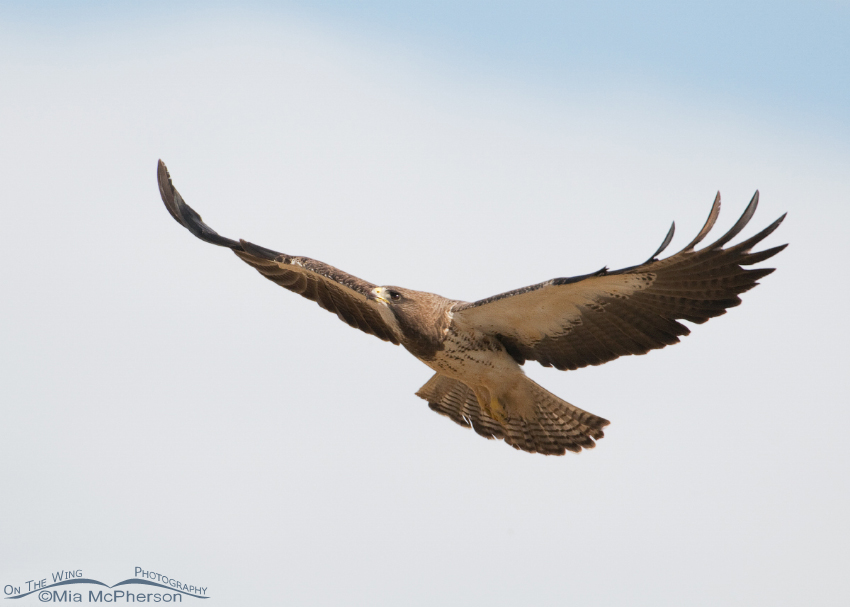 Adult Swainson's Hawk in flight in Box Elder County, Utah