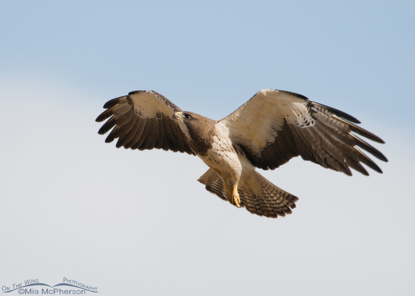 Swainson's concentrating on its landing perch