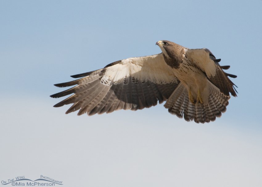 Swainson's with spread wings