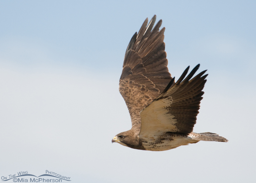 Swainson's Hawk flying away