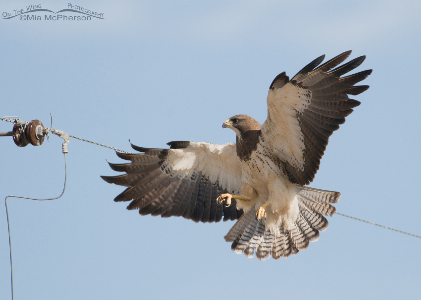 Swainson's Hawk adult about to land on a power pole