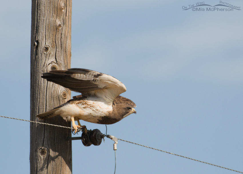 Swainson's Hawk lifting off from a power pole
