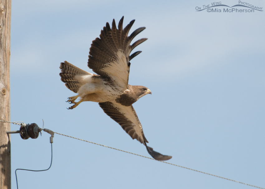 Swainson's Hawk right after lifting off from a power pole