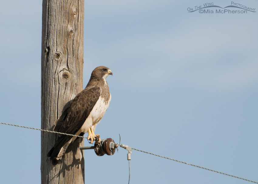 Swainson's Hawk perched on a power pole