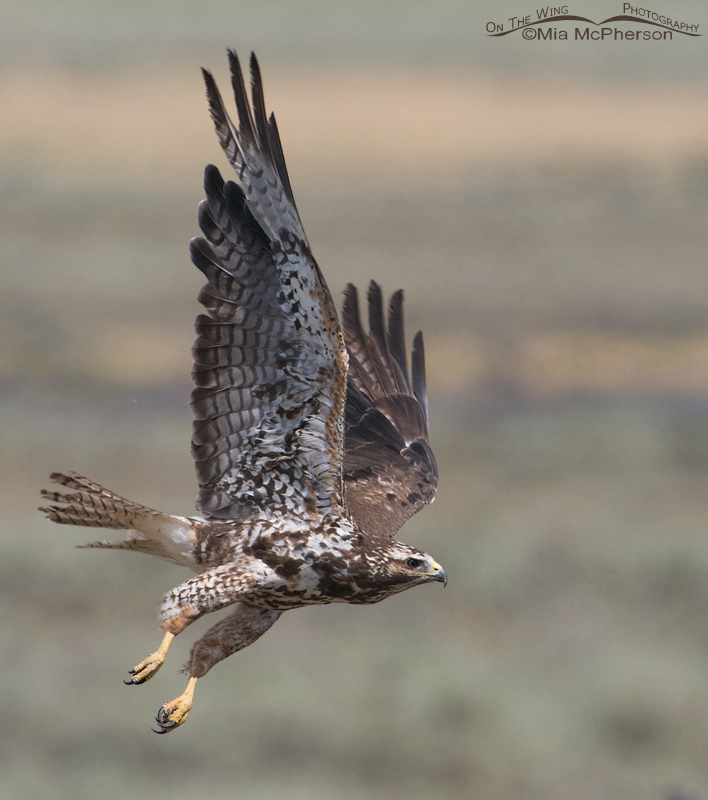A ragged sub-adult Swainson's Hawk